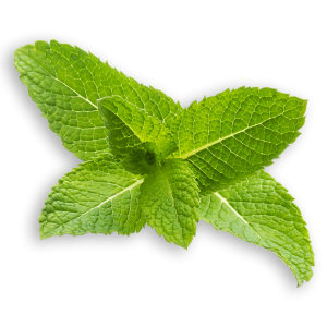 Mint-Leave-5.png Mint-Leave-5.png