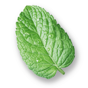 leaves6