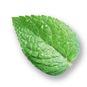 leaves7