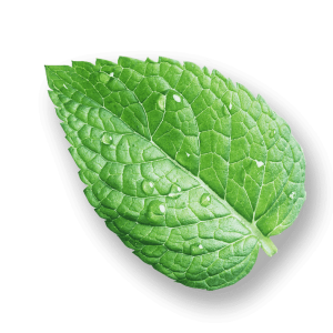 leaves7.png leaves7.png