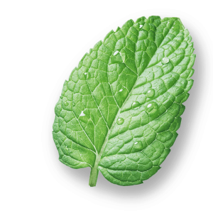 leaves8