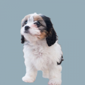 piper orig